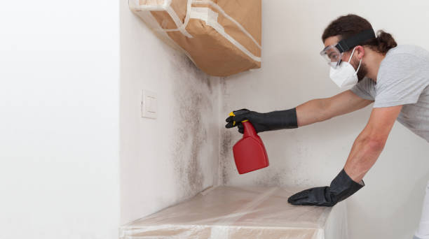 Professional Basement Mold Removal technician working in Springs, NY